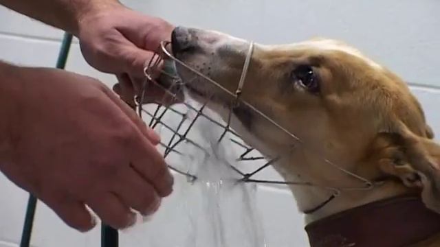colin the Hamsterman has a Greyhound смотреть онлайн