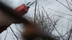 Обрезка и прореживание дюка.