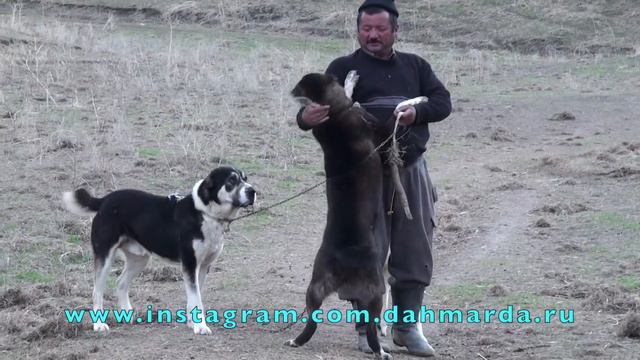 Атака на человека - Аборигенные САО Таджикистна саги дахмарда из селения Дарг смотреть онлайн