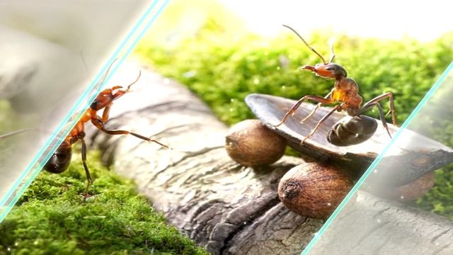 Как живут муравьи: такого вы и представить не могли смотреть онлайн