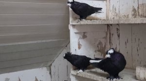 Голуби на чердаке (В гостях)