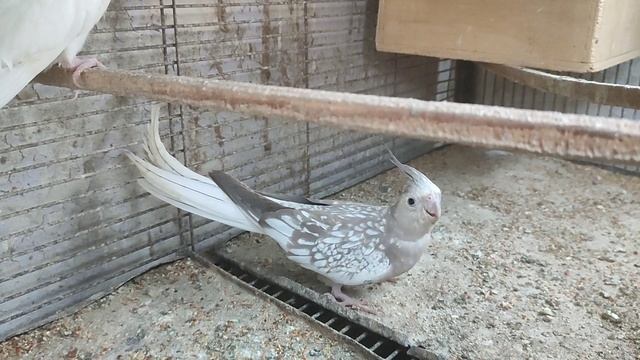 Charcoal Breeding with cream cockatiels | Part 454 | Urdu Hindi Punjabi | AHSAN PETs смотреть онлайн
