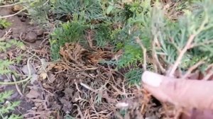 Укорененные черенки туи пересаживаю из теплицы в горшки на доращивание