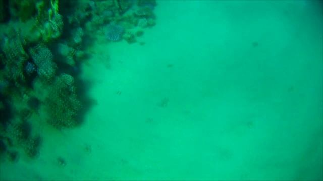 Коралловые рифы Красного моря coral reefs of the Red Sea смотреть онлайн