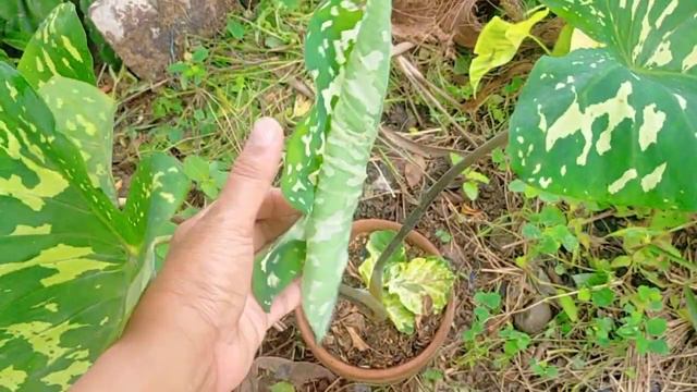 Army Caladium, Camouflage or Hilo Beauty.… смотреть онлайн