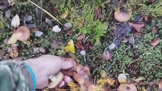 Выходной среди недели быстренько пробежались НАБРАЛИ МАСЛЯТ. смотреть онлайн