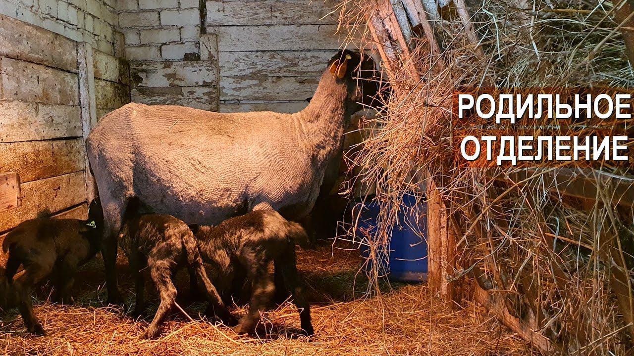 Сколько ягнят приносит Романовская овца? Считаем! Как устроено родильное отделение для овец? смотреть онлайн