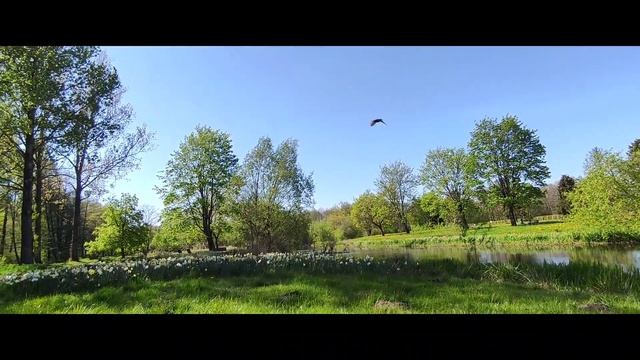 Слупск. Польша. Парк весной. 11 мая 2023 #парк#весна смотреть онлайн