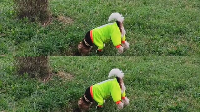 WIRE FOX TERRIER ARTEMIDA / FASHION POLICE / ПОЛИЦИЯ СОЬАЧЬЕГО СТИЛЯ