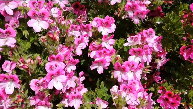 Португальская герань. смотреть онлайн