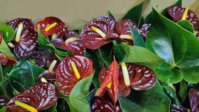 Короткий видеообзор поступивших растений Антуриум, Anthurium, Монстера, Monstera, Алоказия, Alocasi смотреть онлайн