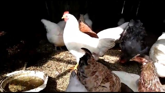 Шиповник и Боярка. смотреть онлайн