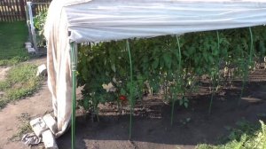 Помидоры без рассады в открытом грунте на 18 августа начали поспевать