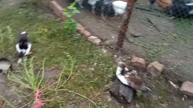 Ему хорошо, ну и мне хорошо👍Курица сидит, а я жду цыплёнка!🐣Жареная рыба и мороженое на десерт смотреть онлайн