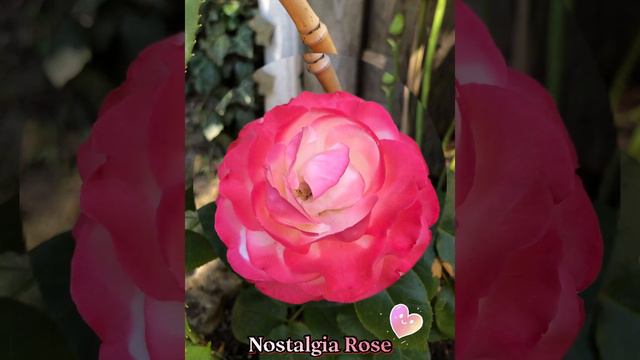Nostalgia Rose смотреть онлайн