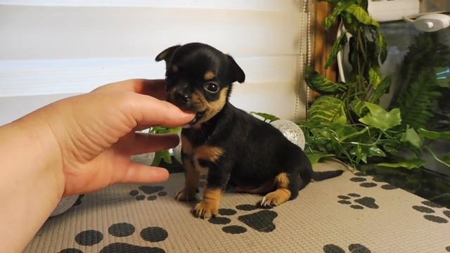 ДОСТАВКА по всей ЕВРОПЕ ! Открыт для РЕЗЕРВА мальчик ЧИХУАХУА Др 02/01/2022 года / питомник РКФ смотреть онлайн