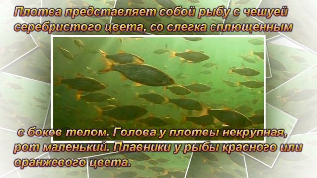 Плотва описание ловля