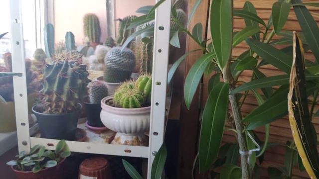 26.06.2020 г.#домашниецветы🌵 цветочные новости 🌺 цветут Нотокактус,глориоза,гиппеаструм.... смотреть онлайн