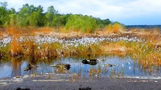 Дневник приёмной мамы/Обзор.