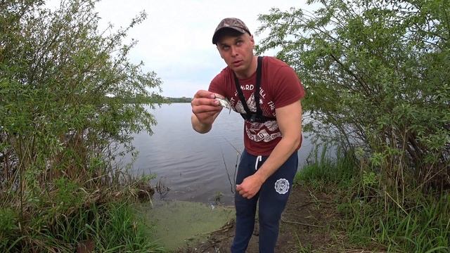 Рыбалка на озере на поплавок. Клёв уклейки на маховую удочку. смотреть онлайн