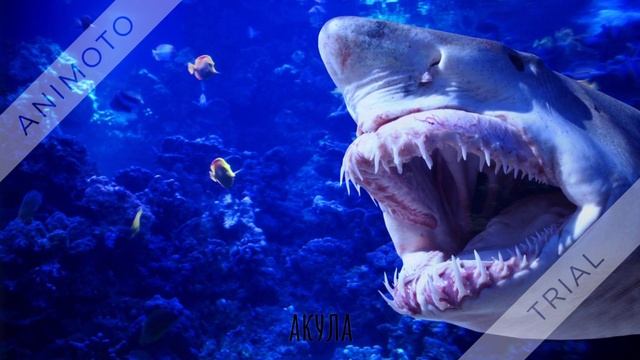 морские животные и морские котики смотреть онлайн