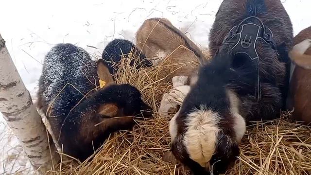 Цены на наших козлят, почему так дёшего или дорого, кому как. Козёл за 7000$ смотреть онлайн
