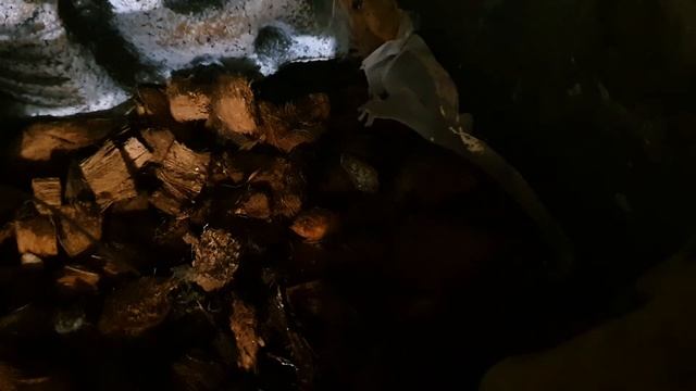 Геккончик удумал полинять. Линька реснитчатого бананоеда. смотреть онлайн