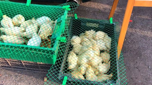 Купили птичек.#цыплята бройлеры#несушки#порода декалб# куры декалб# смотреть онлайн