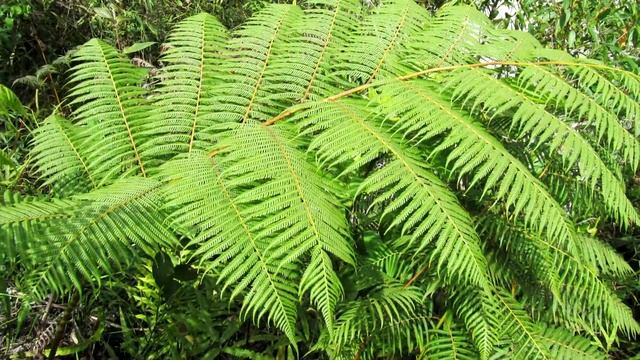 Podocarpus National Park Ecuador: Photo Slideshow смотреть онлайн