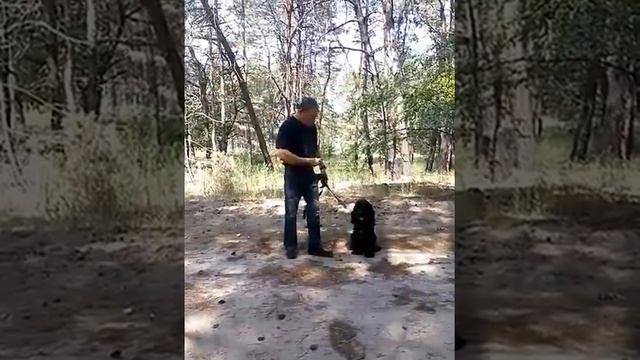 Учим команду «стоять». смотреть онлайн