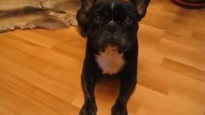 Жалобная песня. Французский бульдог.