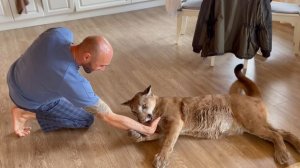 Мастера кунг-фу в деле?Кто же победит?