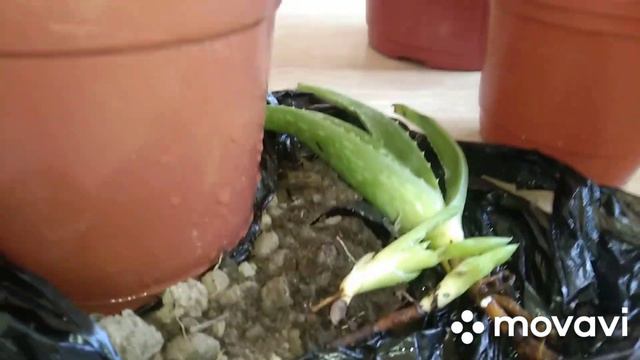 Алоэ вера гулини кўпайтириш. смотреть онлайн