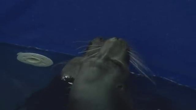 «Старт дан!» смотреть онлайн