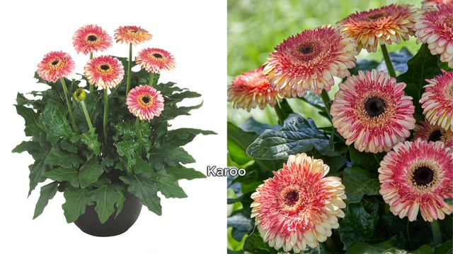 Roberta's 3-Piece Jumbo Patio Gerber Daisy Live Plants on QVC смотреть онлайн