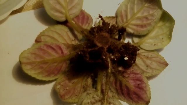 Фиалка. Ложная гниль корней и стебля. Что делать в такой ситуации? смотреть онлайн