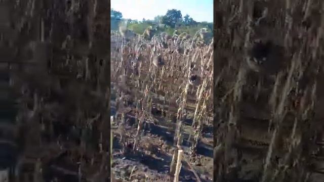 Уборка подсолнечника Евралис Белла .Перепротравка семян, Гумат из Биогумуса + ХММК БОР 202. смотреть онлайн