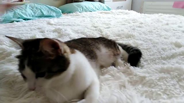 Кошка Светка отдыхает на кровати смотреть онлайн