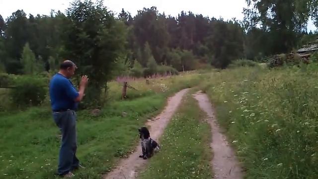 Байкал учится искать и подавать 'птицу' Байкалу 6 мес. смотреть онлайн