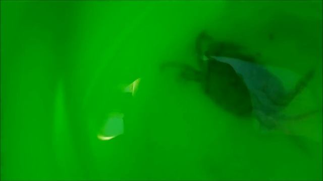 МОРСКИЕ ОБИТАТЕЛИ/РАКИ И КРАБИКИ... смотреть онлайн