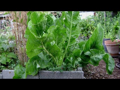 Настойка из листа хрена для лечения болей в коленях, остеохондроза и ревматизма N2lE0FjCbQk