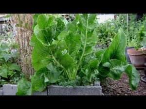 Настойка из листа хрена для лечения болей в коленях, остеохондроза и ревматизма n2lE0FjCbQk