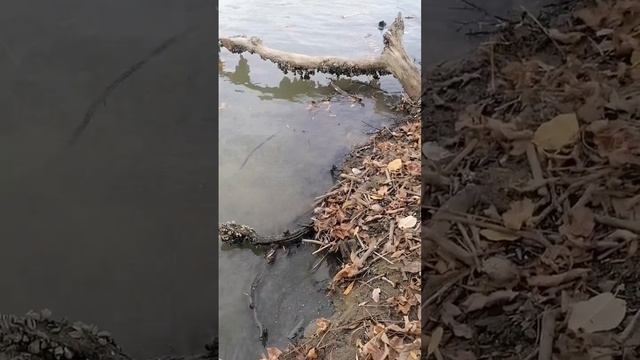 КОШКА, ЖИВЁТ НА БЕРЕГУ РЕКИ АФИПС/КРАСНОДАРСКИЙ КРАЙ /А СКОРО, ЗИМА смотреть онлайн