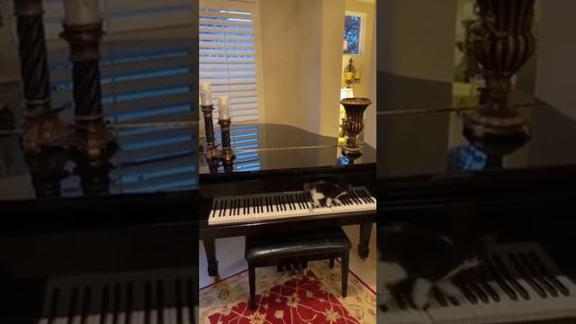 cat walking on the piano/котик ходить по роялю #cat&piano #musicalwalking #кіттарояль #музичнаходьб смотреть онлайн