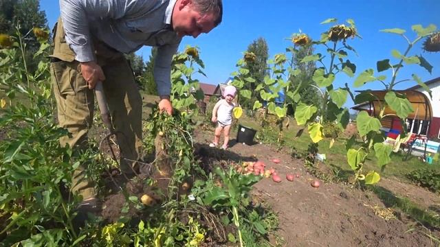 Копаем картошку с Марусей в деревне. Заработок в деревне. Дела деревенские... смотреть онлайн