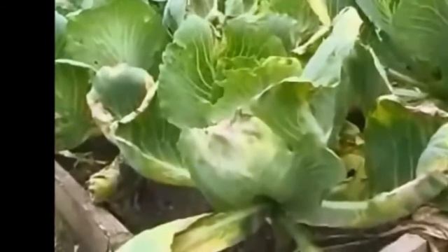 Биогумус - основа экологического земледелия