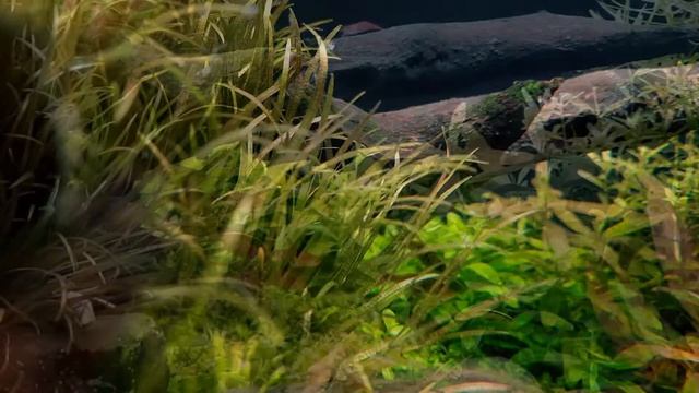 Растительный аквариум 60 литров смотреть онлайн