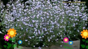 Душевик котовниковый Марвелетте блю. Краткий обзор, описание calamintha nepeta Marvelette Blue