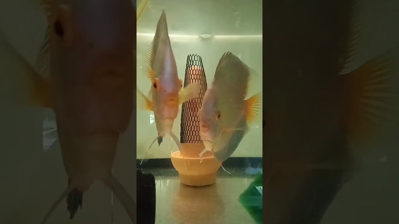 Дискусы Голубой Алмаз, ждём личинку #aquarium #аквариум #аквариумныерыбки смотреть онлайн