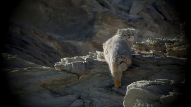 Манул. Pallas's cat . Дикий кот. Обаятельный хищник. вся правда о МАНУЛЕ. смотреть онлайн